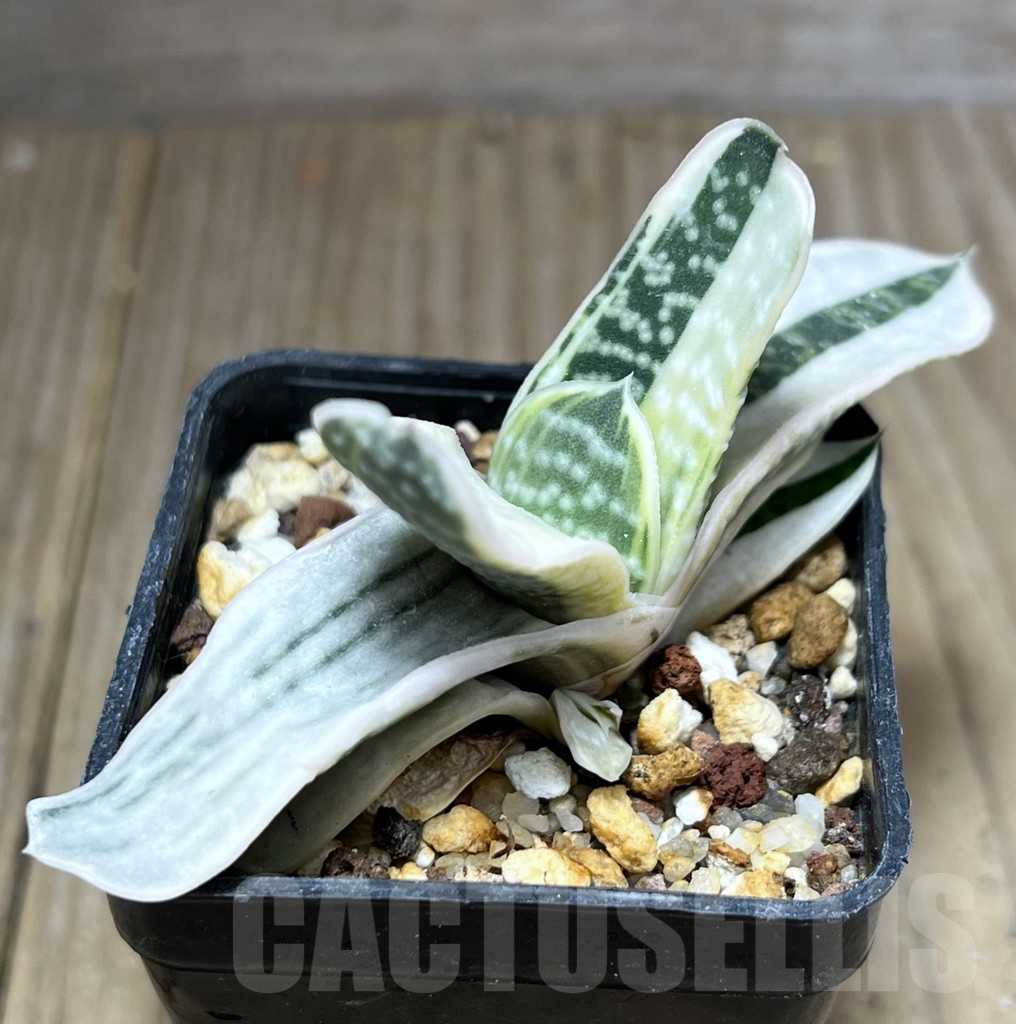 SHPR27219 Gasteria obtusa f. variegata