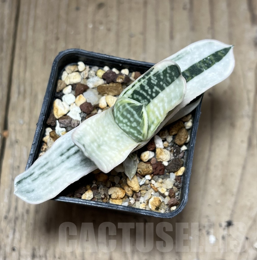 SHPR27219 Gasteria obtusa f. variegata - Image 2
