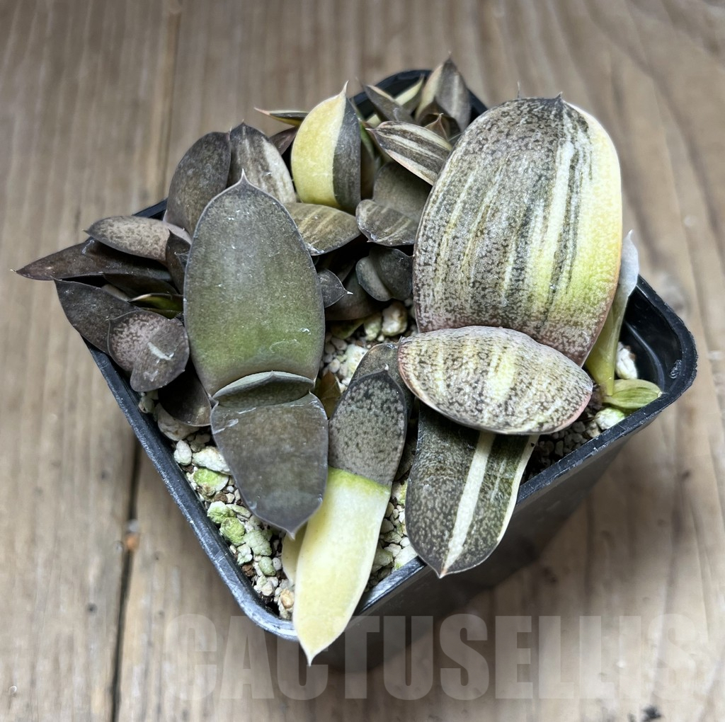 SHPR27220 Gasteria hybrid f. variegata, seedling - Image 2