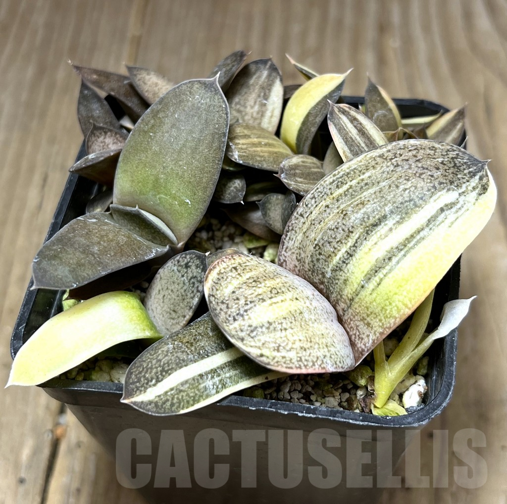 SHPR27220 Gasteria hybrid f. variegata, seedling