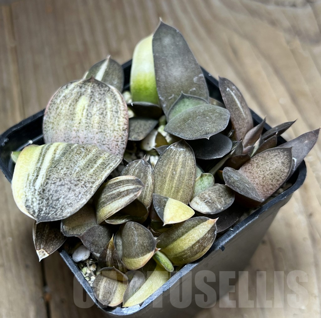 SHPR27220 Gasteria hybrid f. variegata, seedling - Image 3