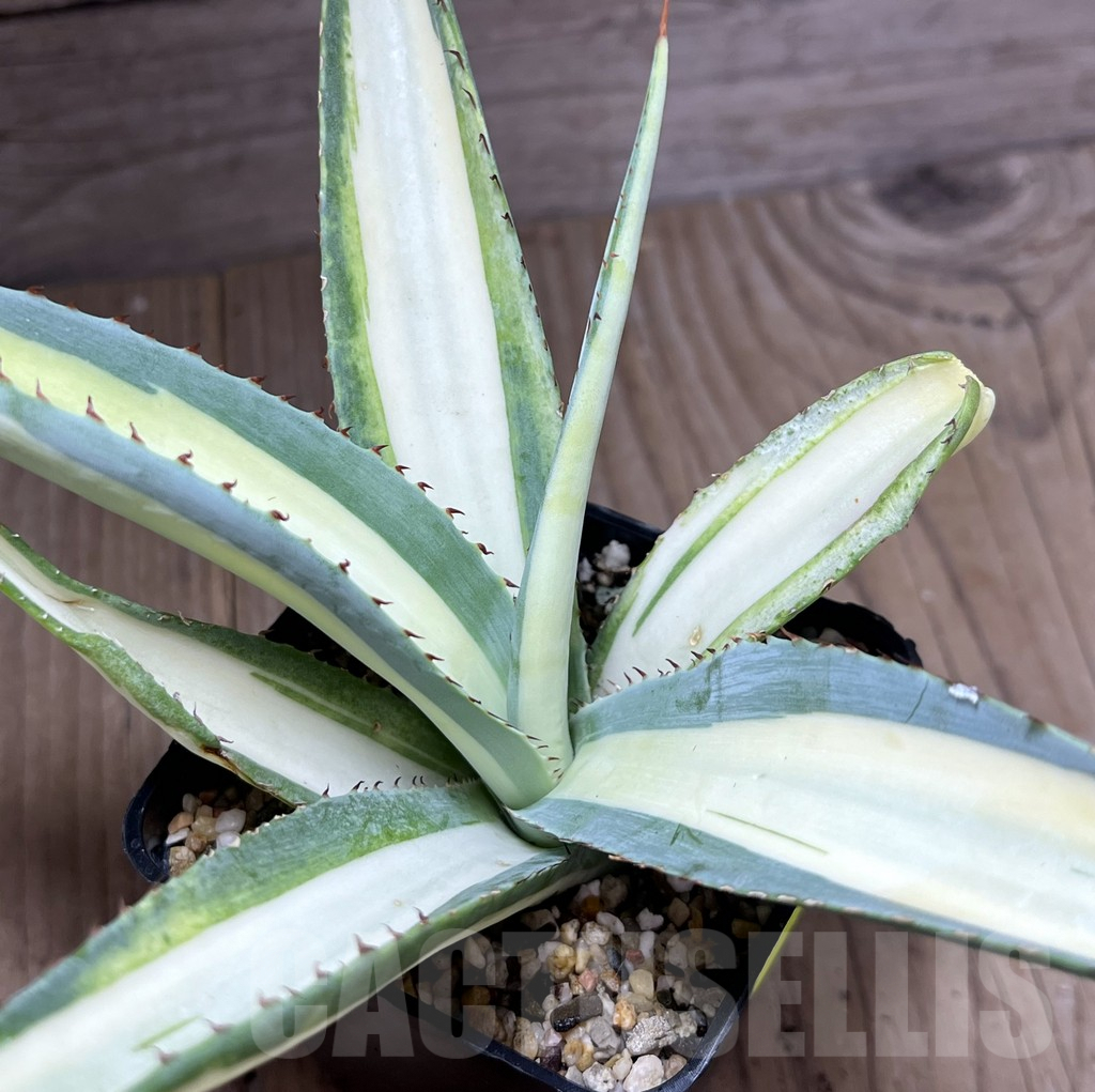 SHPR27221 Agave guiengola 'Mediopicta'