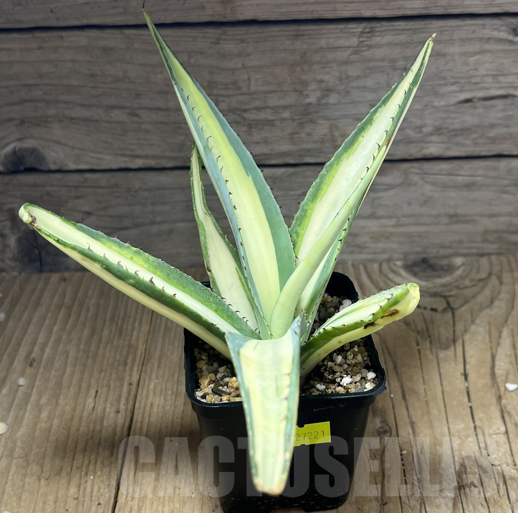 SHPR27221 Agave guiengola 'Mediopicta' - Image 2