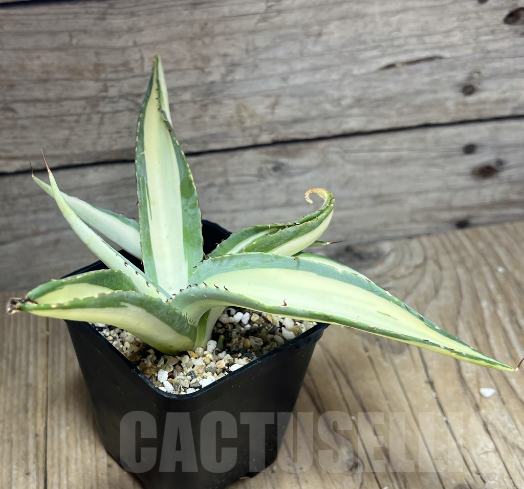 SHPR27222 Agave guiengola 'Mediopicta' - immagine 2