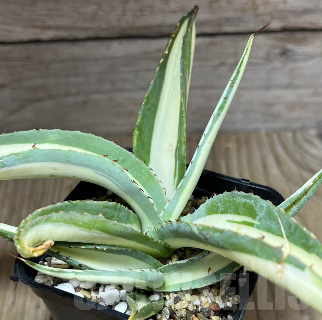 SHPR27222 Agave guiengola 'Mediopicta'