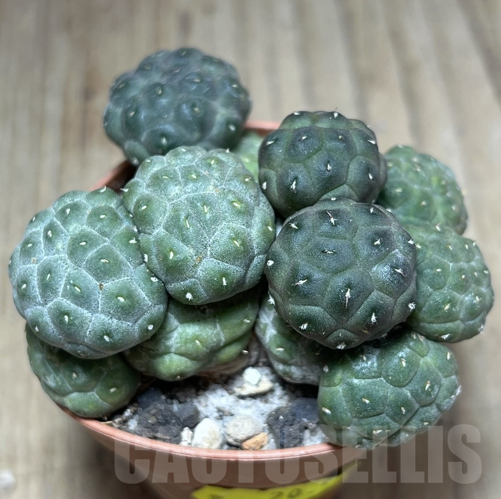 SHPR27228 Puna bonnieae ‘inermis’