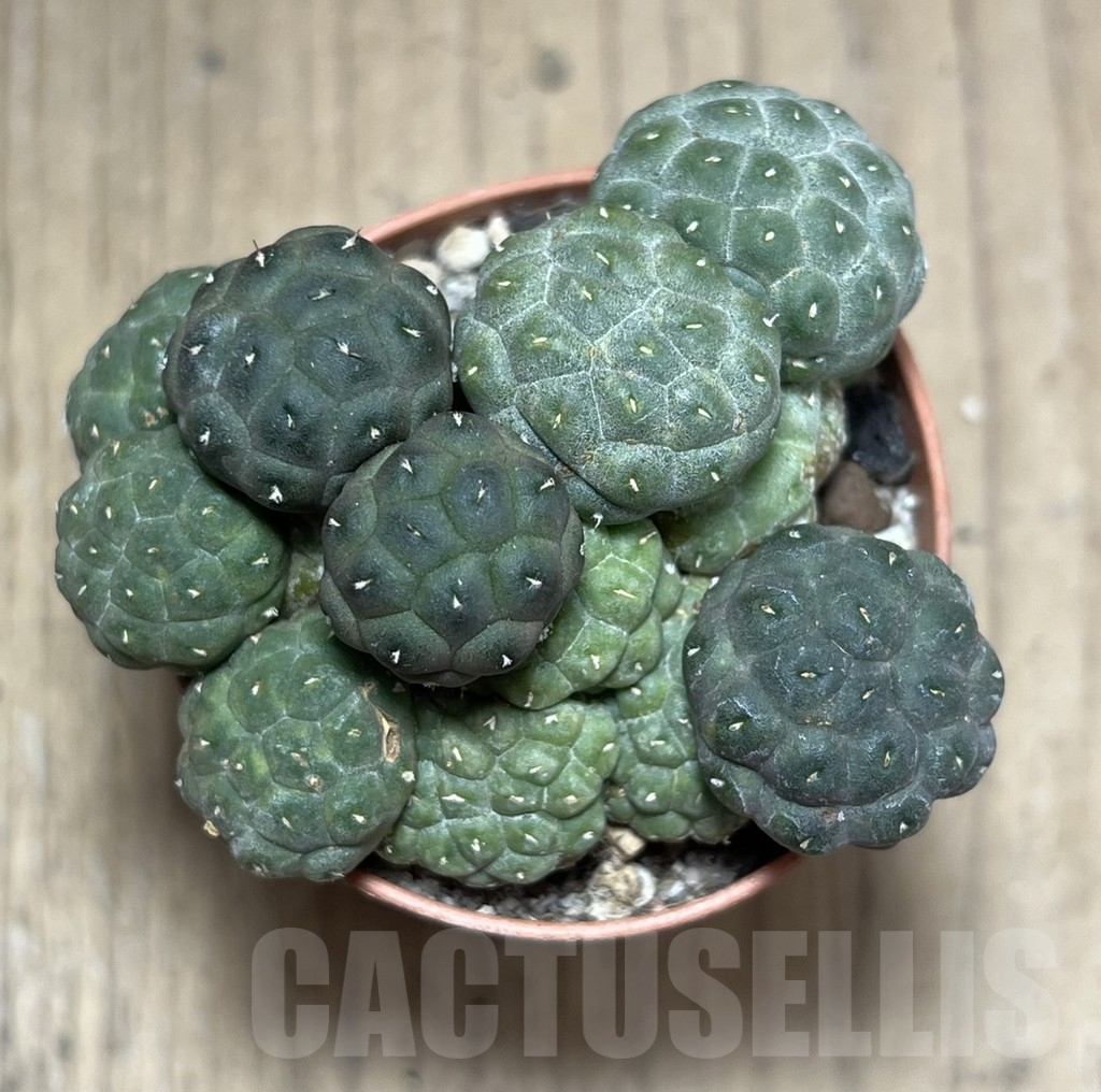 SHPR27228 Puna bonnieae ‘inermis’ - Image 2