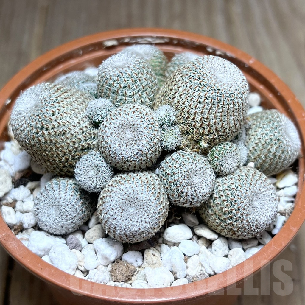 SHPR27231 Rebutia heliosa