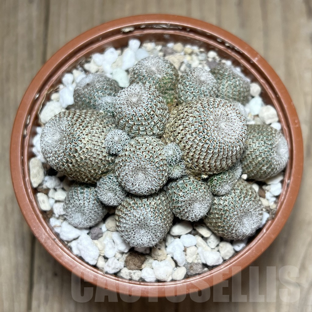 SHPR27231 Rebutia heliosa - Image 2