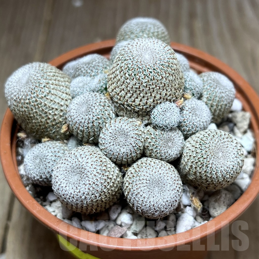 SHPR27232 Rebutia heliosa
