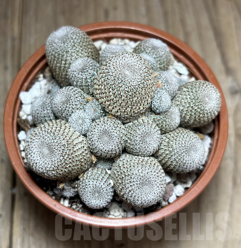 SHPR27232 Rebutia heliosa - Image 2