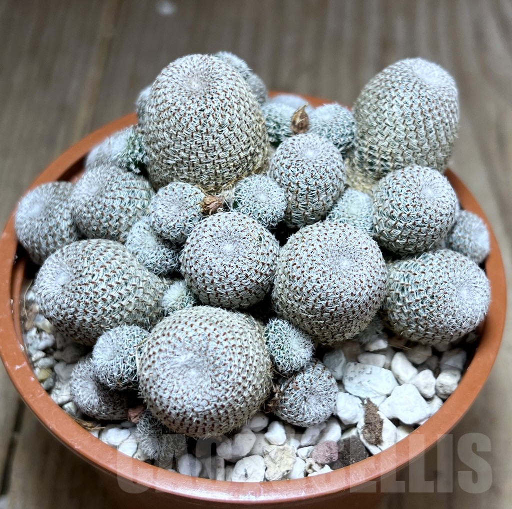 SHPR27233 Rebutia heliosa