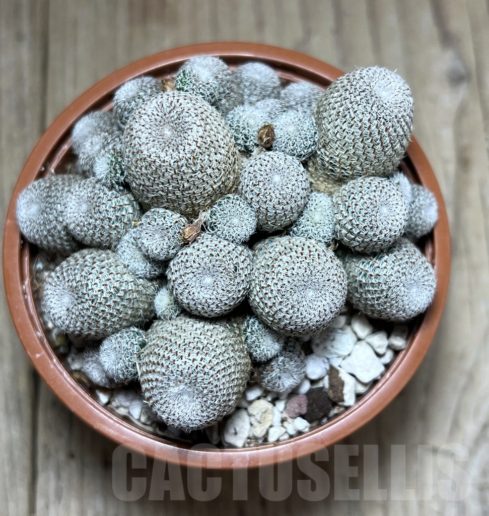 SHPR27233 Rebutia heliosa - Image 2