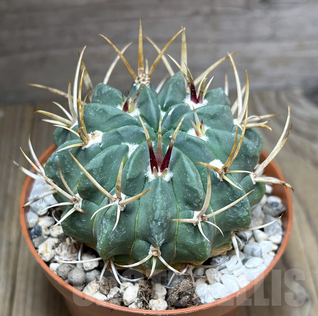 SHPR27234 Echinofossulocactus coptonogonus