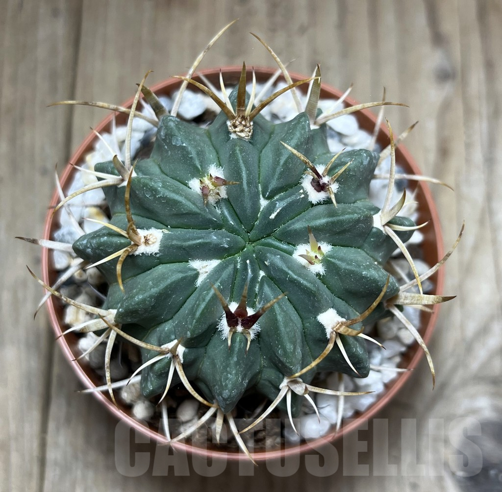 SHPR27234 Echinofossulocactus coptonogonus - Image 2