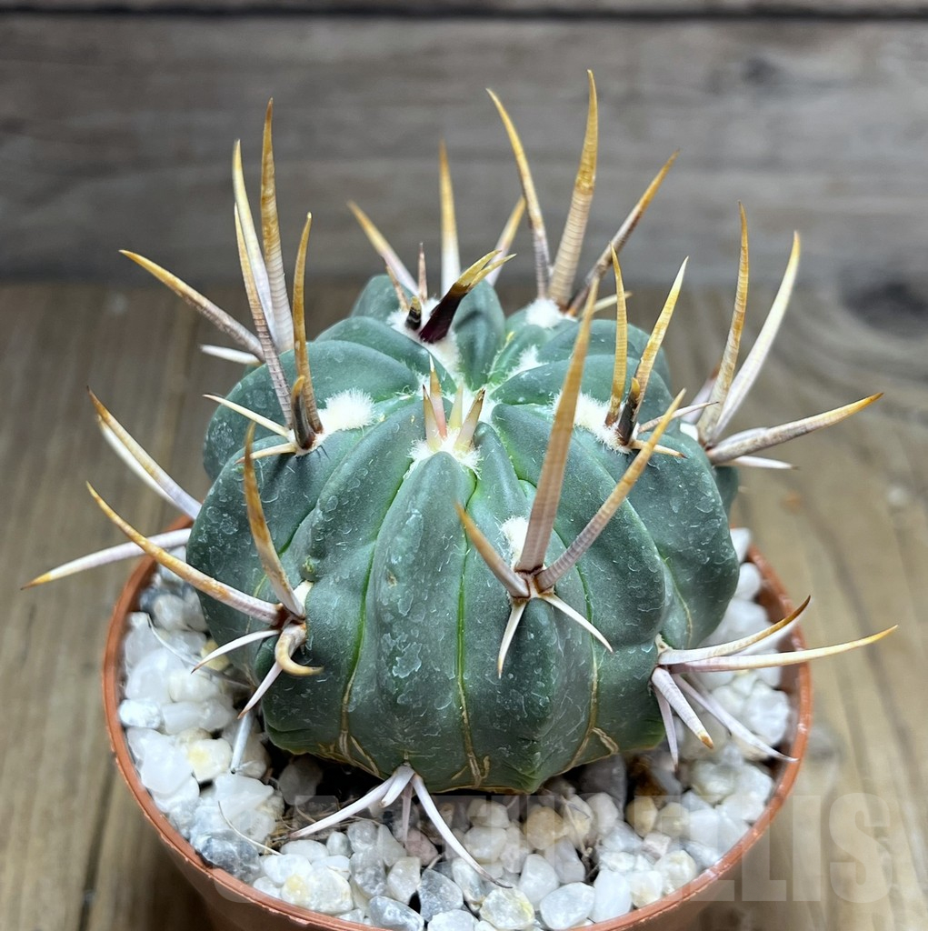 SHPR27235 Echinofossulocactus coptonogonus