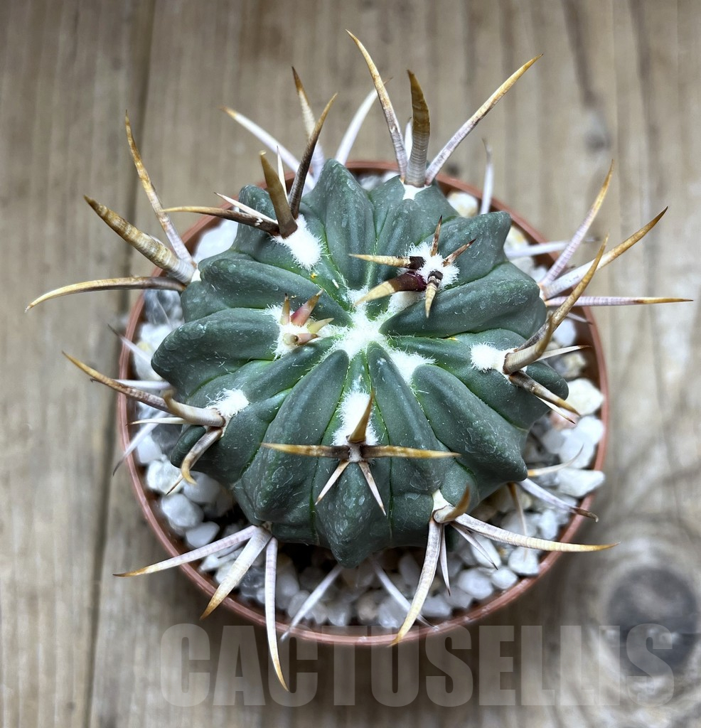 SHPR27235 Echinofossulocactus coptonogonus - Image 2