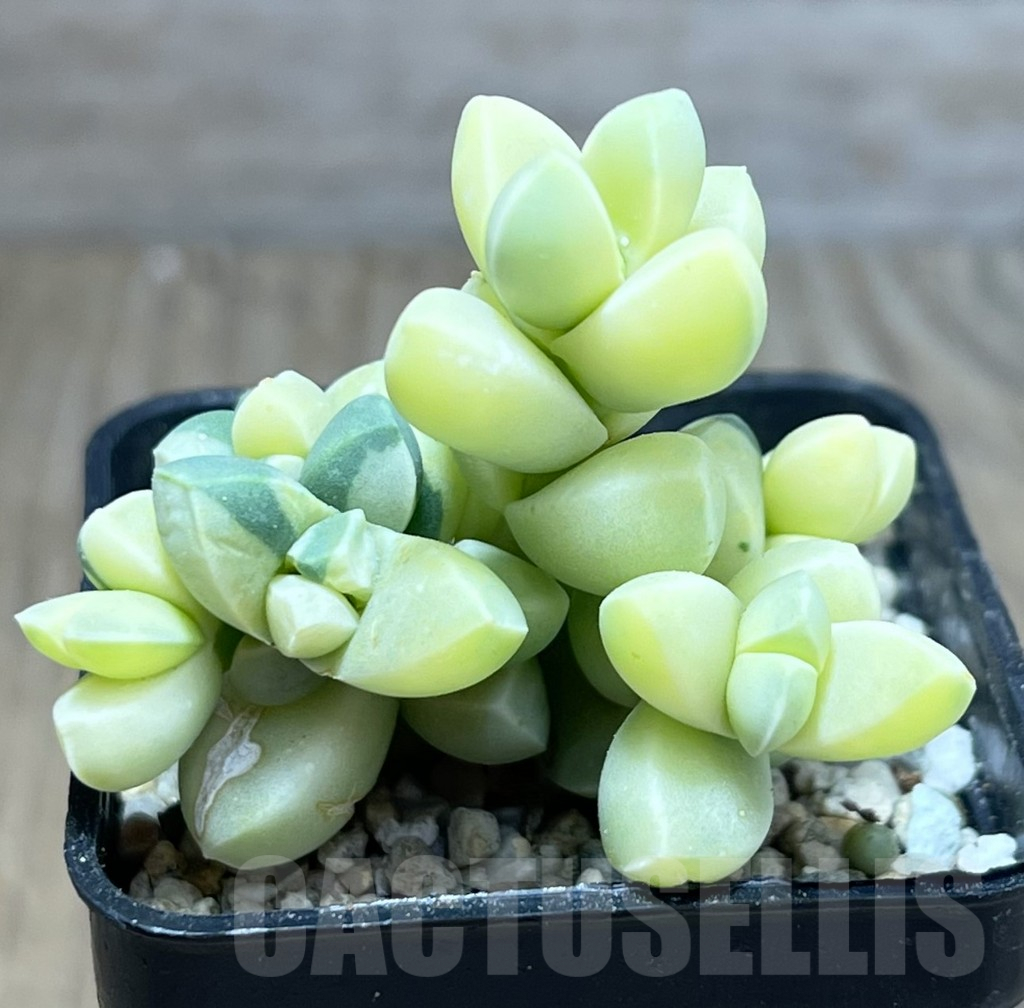 SHPR27187 Astridia velutina f. variegata