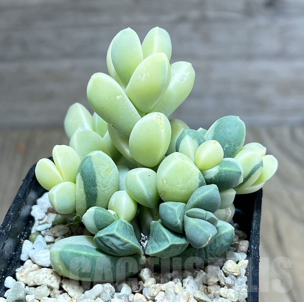 SHPR27187 Astridia velutina f. variegata - 画像 (2)