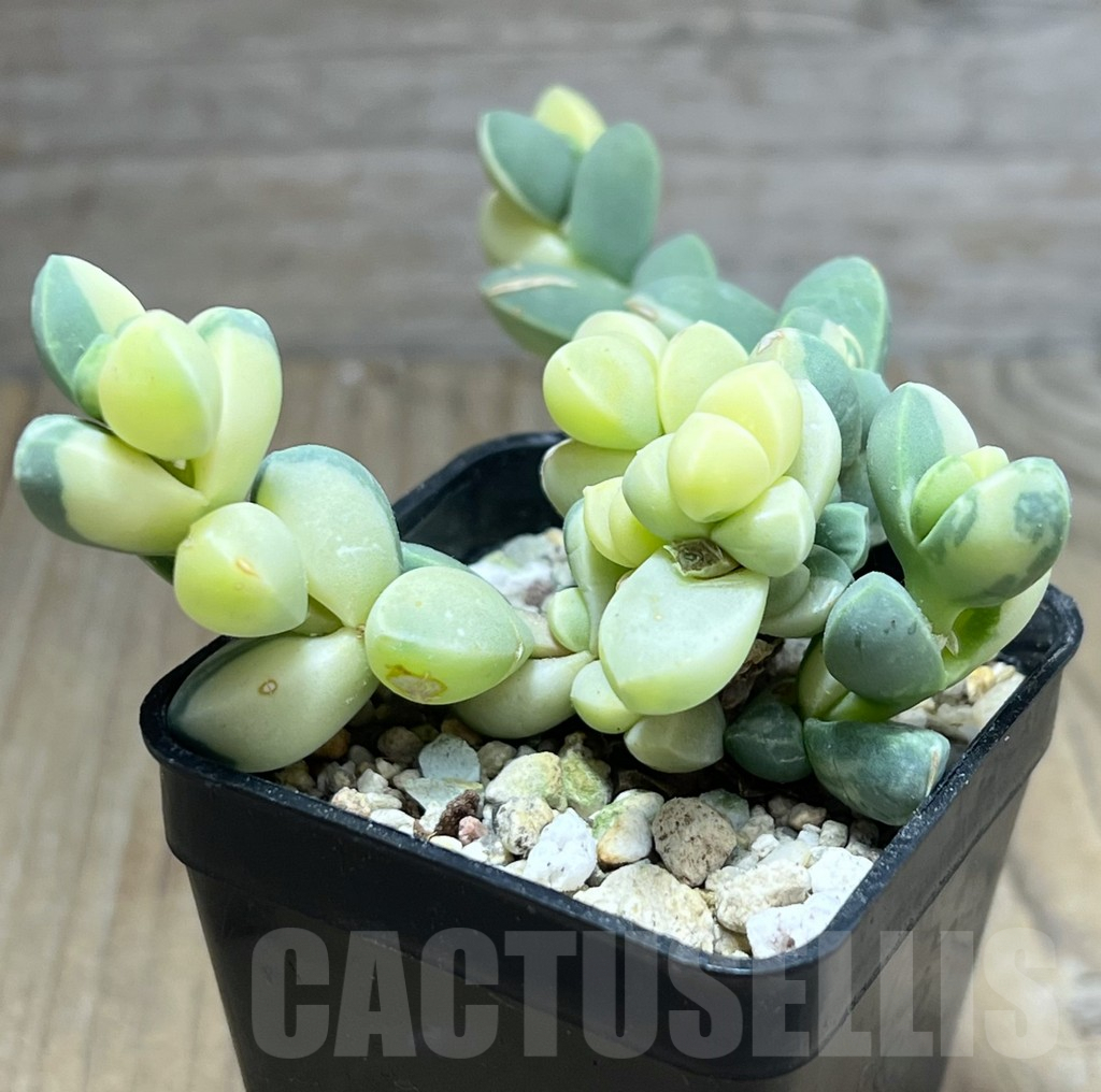 SHPR27188 Astridia velutina f. variegata