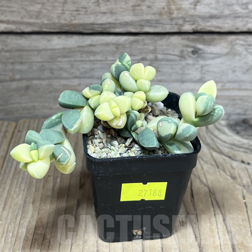 SHPR27188 Astridia velutina f. variegata - Image 2