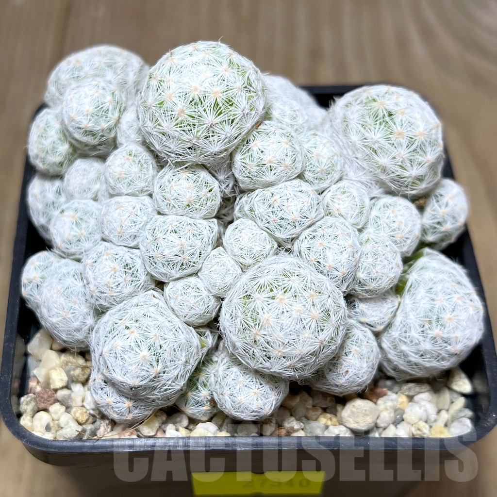 SHPR27340 Mammillaria humboldtii f. caespitosa