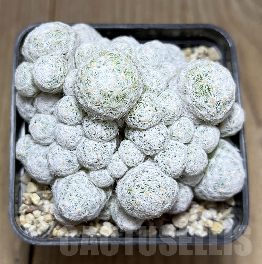 SHPR27340 Mammillaria humboldtii f. caespitosa - Obrázek 2