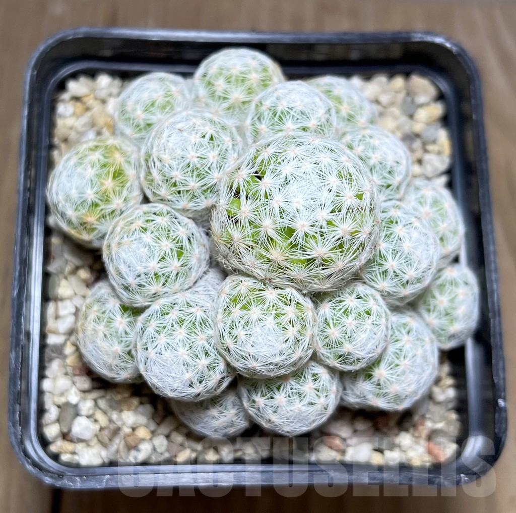 SHPR27341 Mammillaria humboldtii f. caespitosa - Image 2