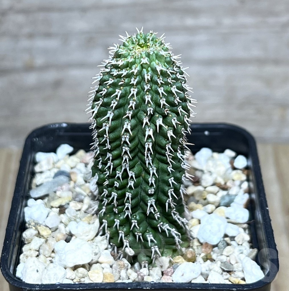 SHPR27342 Hoodia gordonii