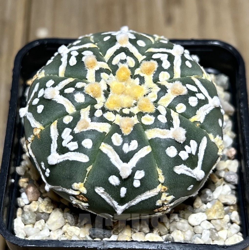 SHPR27343 Astrophytum asterias ‘Super Kabuto’ V-Type