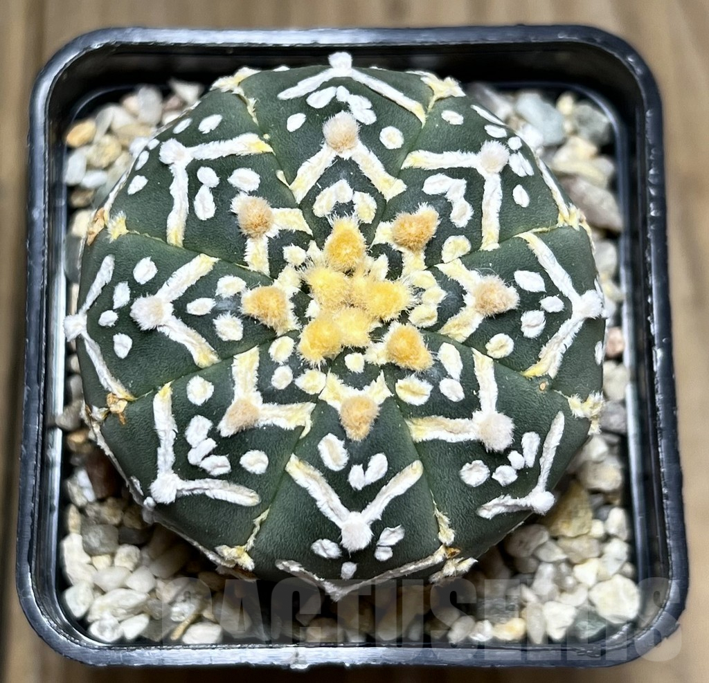 SHPR27343 Astrophytum asterias ‘Super Kabuto’ V-Type - 画像 (2)