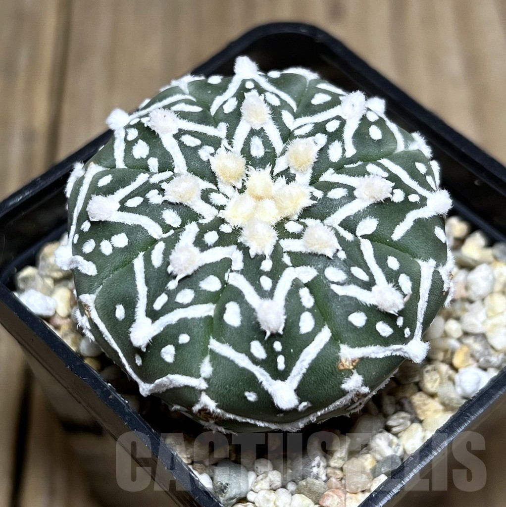 SHPR27344 Astrophytum asterias ‘Super Kabuto’ V-Type