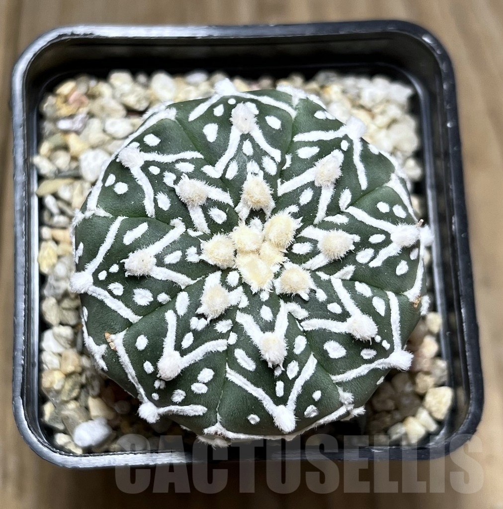 SHPR27344 Astrophytum asterias ‘Super Kabuto’ V-Type - 画像 (2)