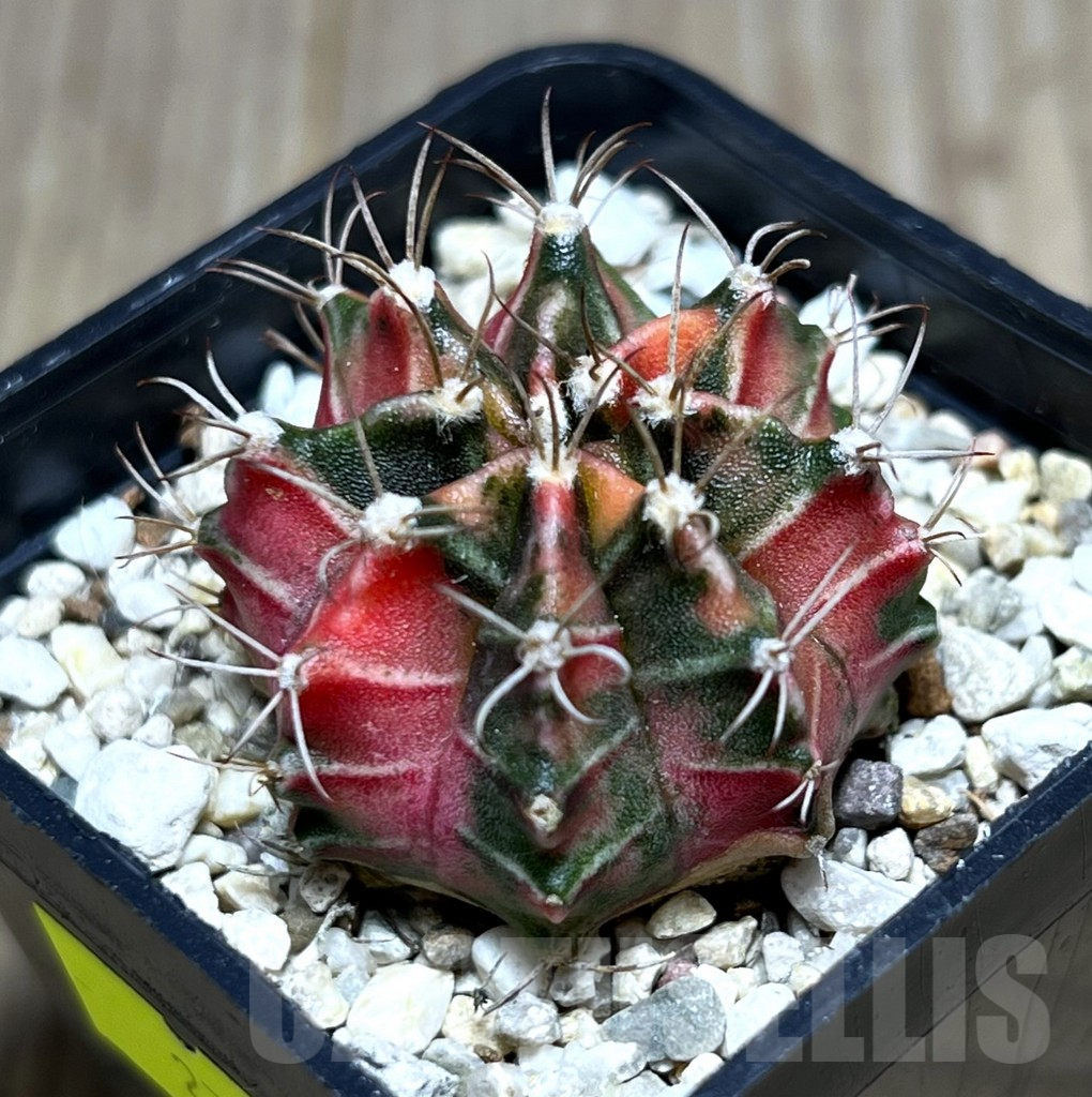 SHPR27356 Gymnocalycium mihanovichii f.variegata, seedling