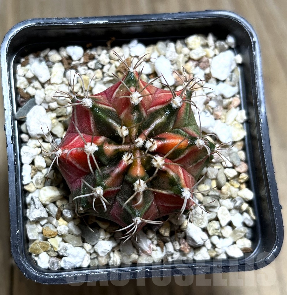 SHPR27356 Gymnocalycium mihanovichii f.variegata, seedling - Image 2