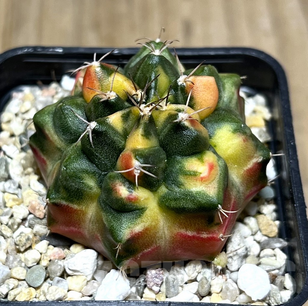 SHPR27360 Gymnocalycium mihanovichii f.variegata, seedling