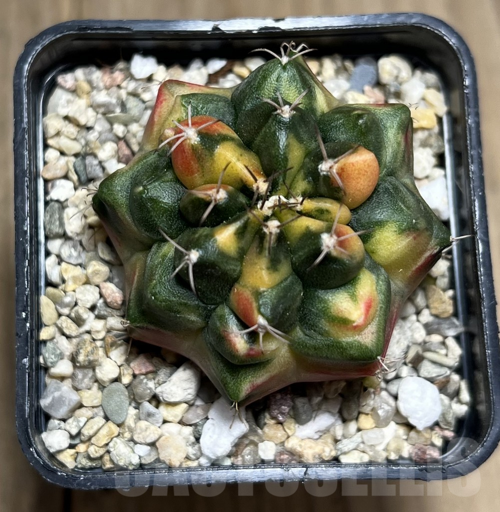 SHPR27360 Gymnocalycium mihanovichii f.variegata, seedling - Image 2