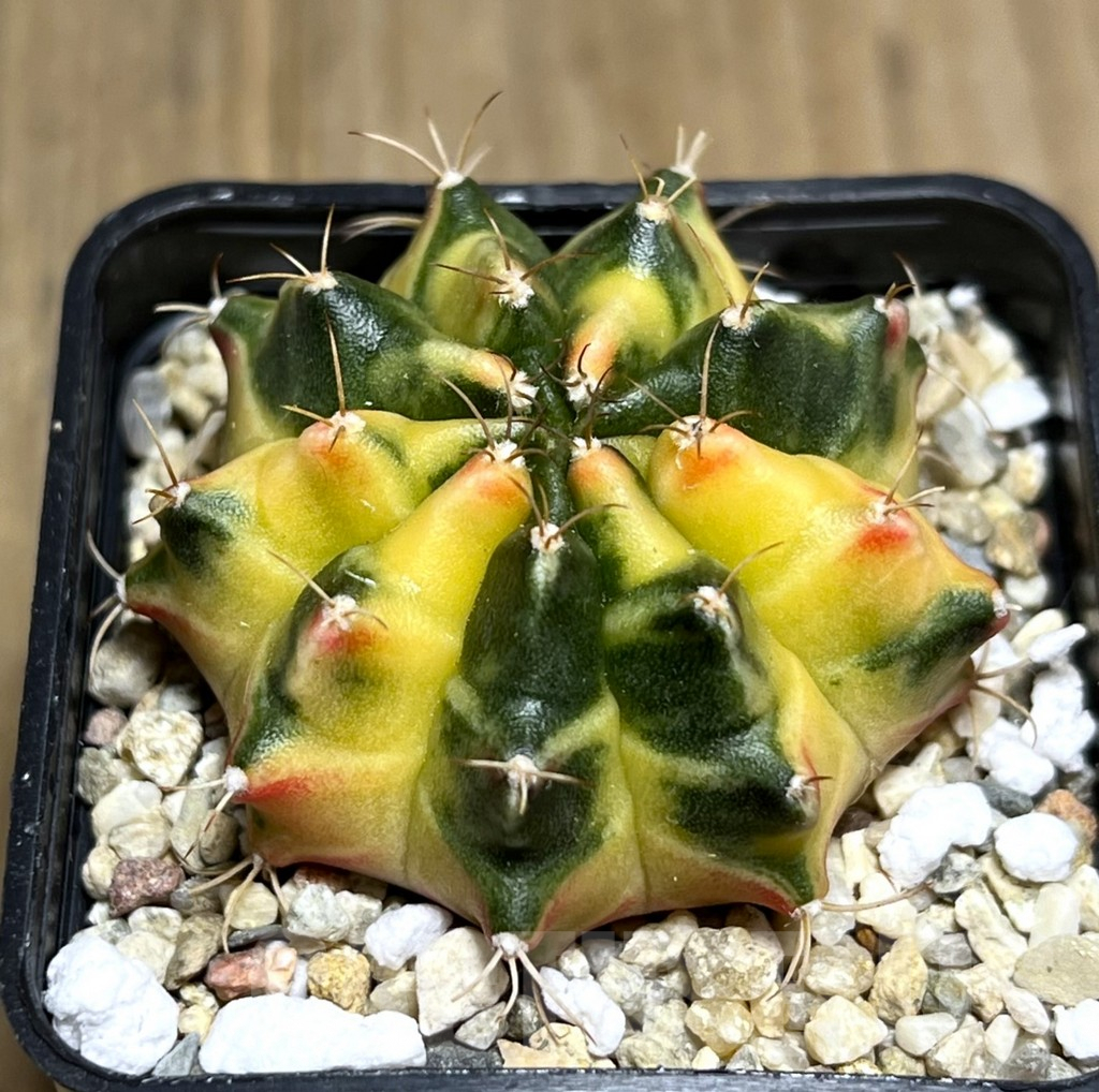 SHPR27361 Gymnocalycium mihanovichii f.variegata, seedling