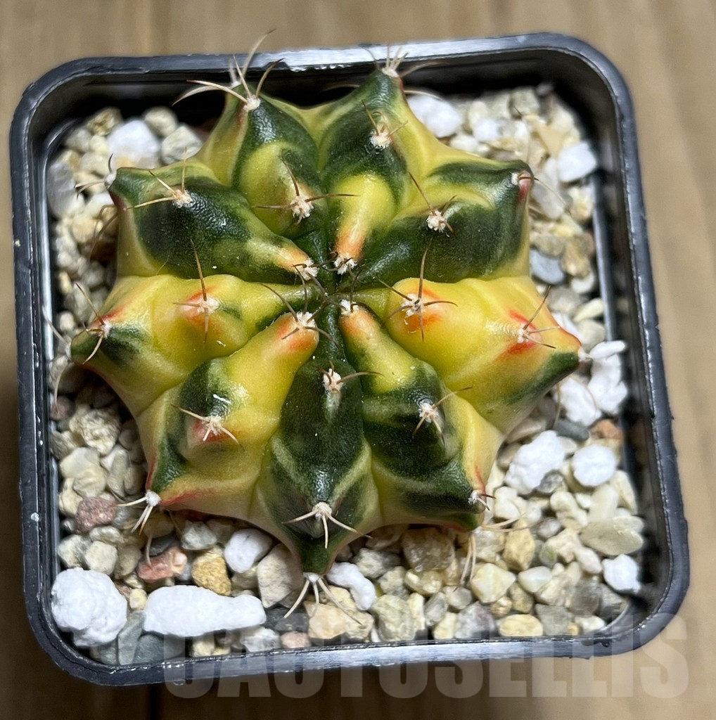 SHPR27361 Gymnocalycium mihanovichii f.variegata, seedling - Image 2