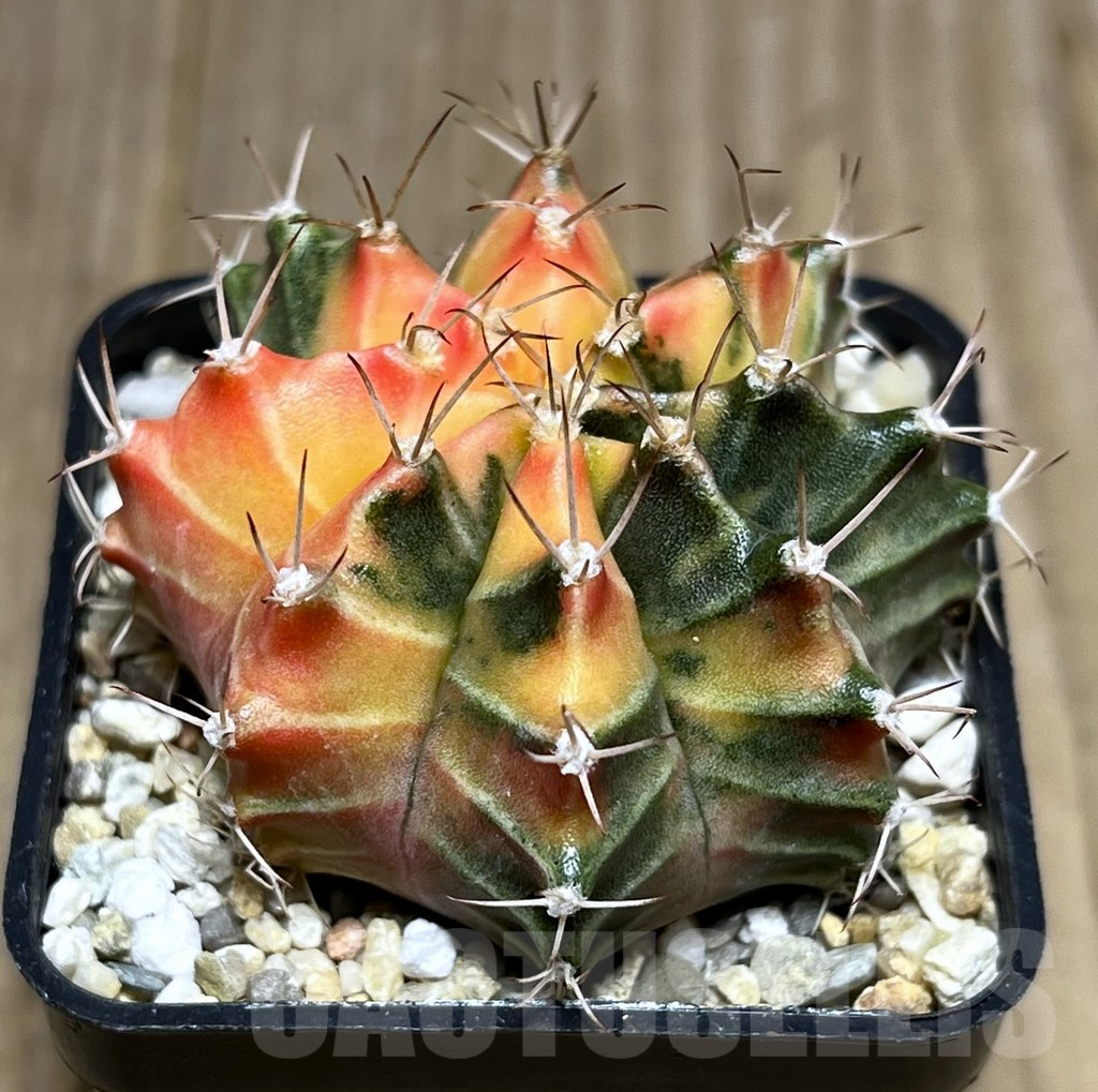 SHPR27365 Gymnocalycium friedrichii f. variegata, seedling
