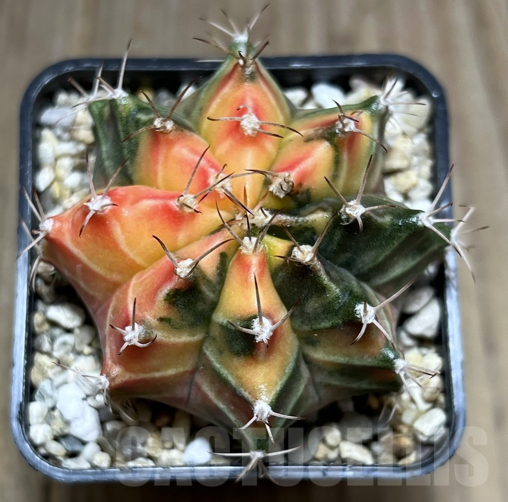 SHPR27365 Gymnocalycium friedrichii f. variegata, seedling - Imagen 2