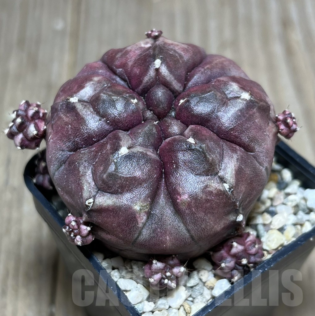 SHPR27376 Gymnocalycium mihanovichii ‘Day Dream’ 5-ribs