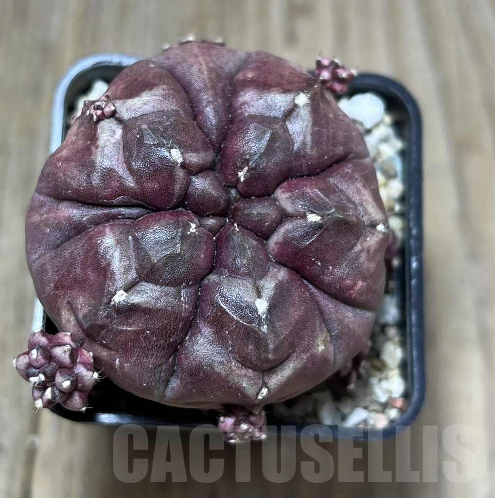 SHPR27376 Gymnocalycium mihanovichii ‘Day Dream’ 5-ribs - Image 2