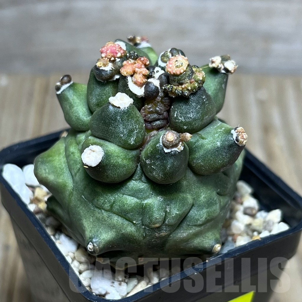 SHPR27382 Gymnocalycium mihanovichii ‘Transformer’