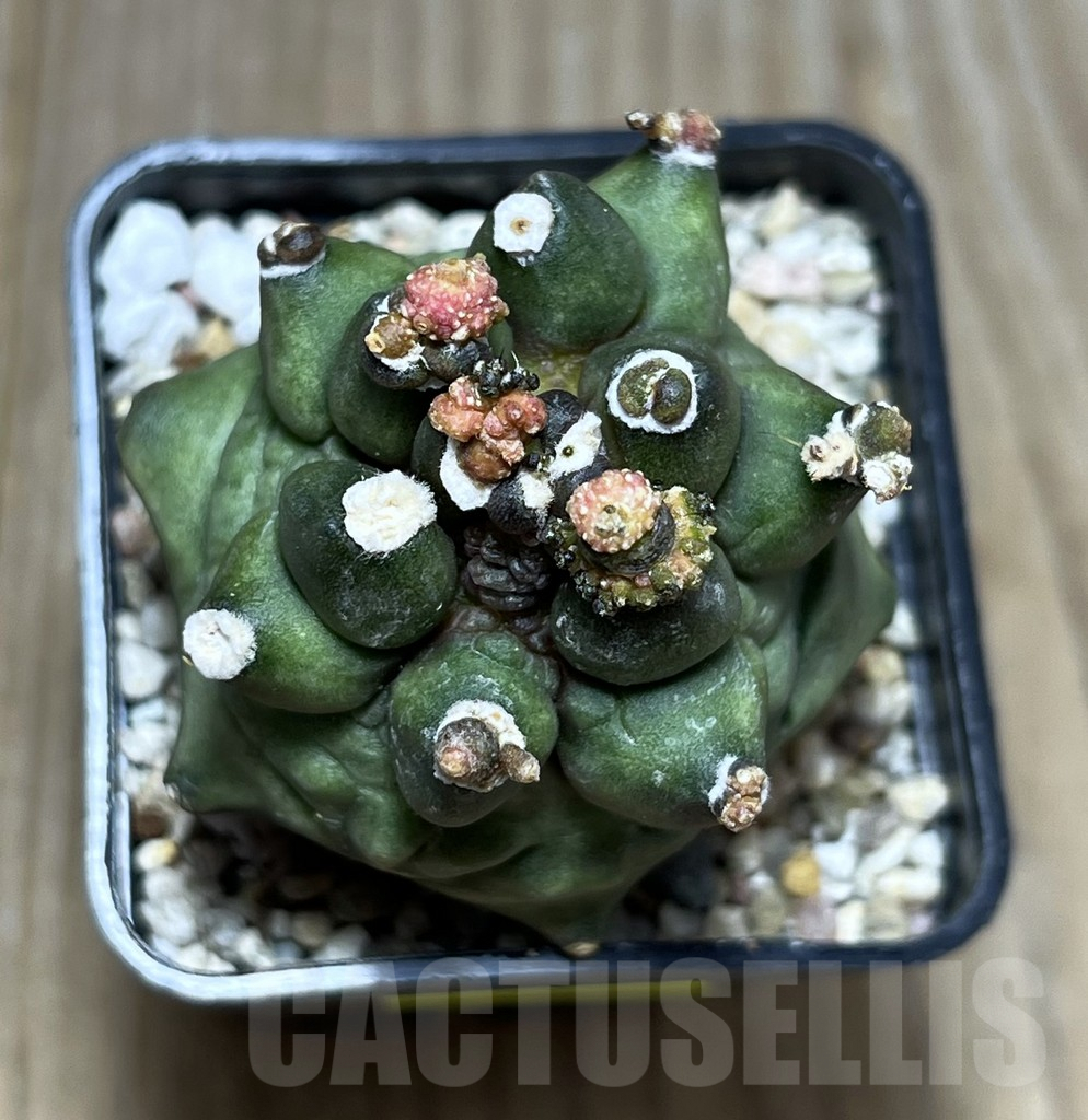 SHPR27382 Gymnocalycium mihanovichii ‘Transformer’ - Image 2