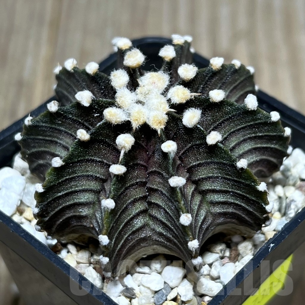 SHPR27383 Gymnocalycium friedrichii VOS 1241