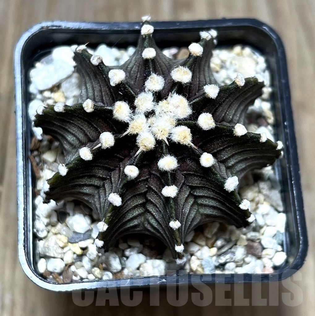 SHPR27383 Gymnocalycium friedrichii VOS 1241 - Image 2