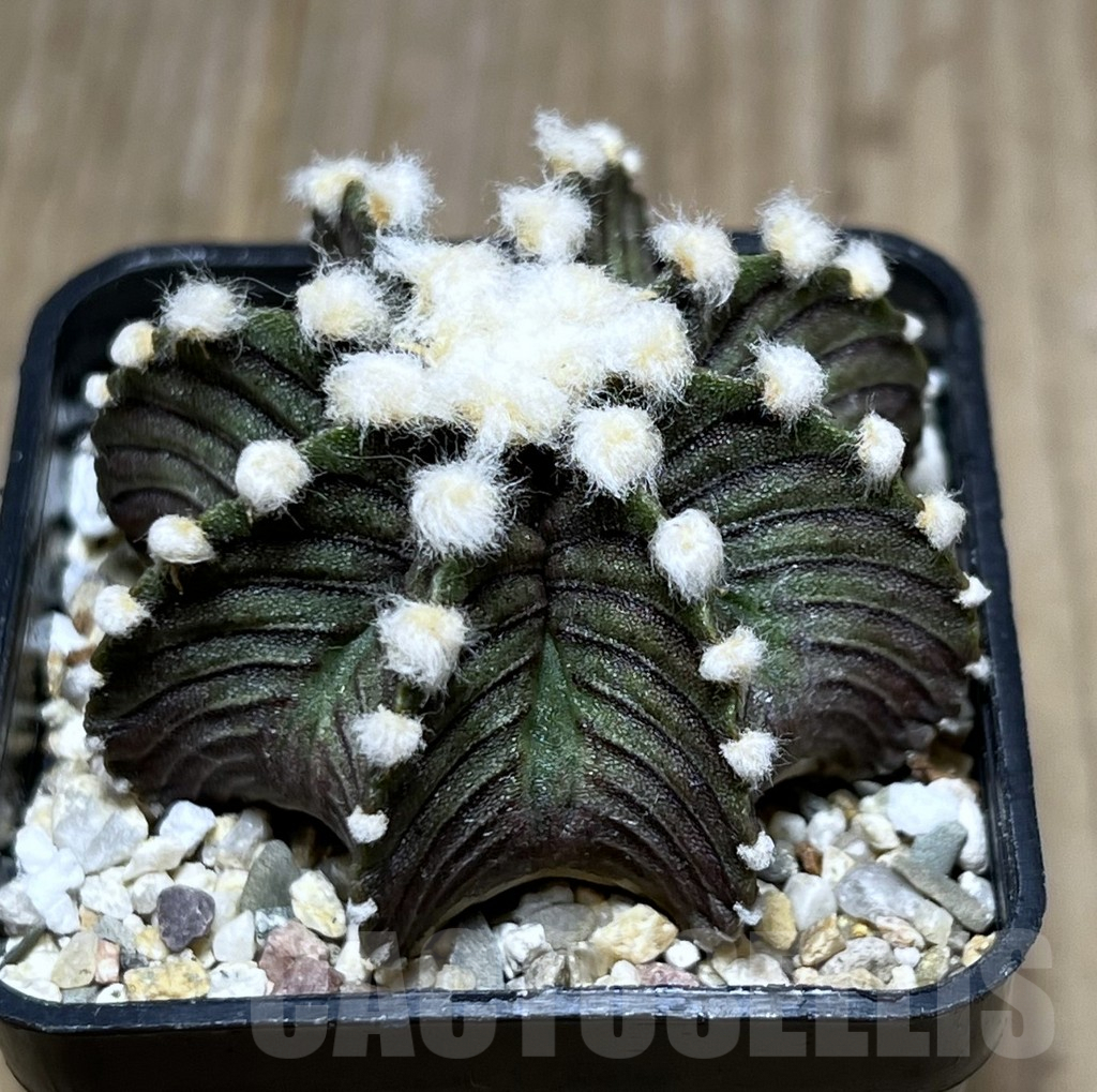 SHPR27384 Gymnocalycium friedrichii VOS 1241