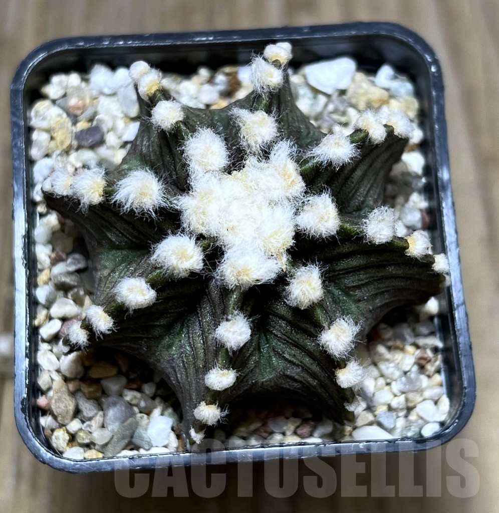 SHPR27384 Gymnocalycium friedrichii VOS 1241 - Image 2