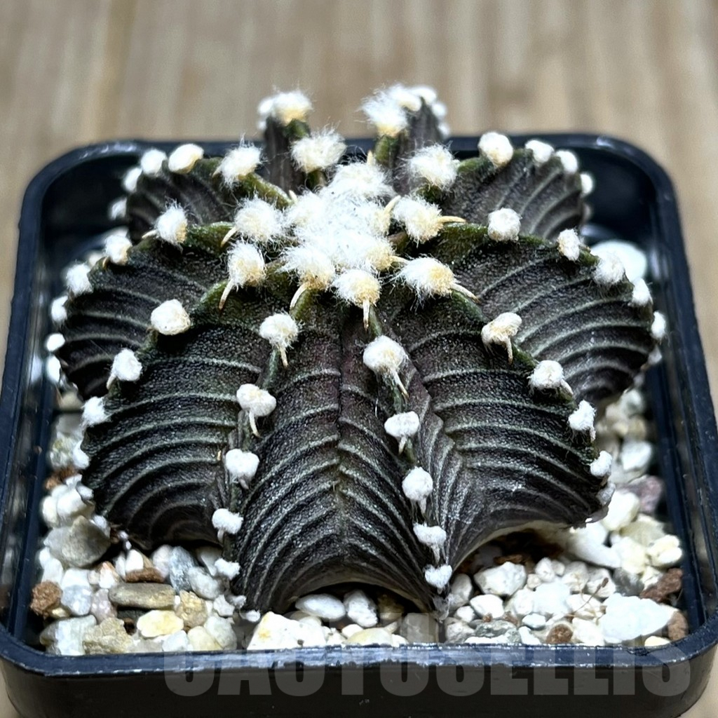 SHPR27385 Gymnocalycium friedrichii VOS 1241